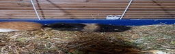 Guinea Pig rodents for sale: Swiss baby guinea-pigs  - Advert 9