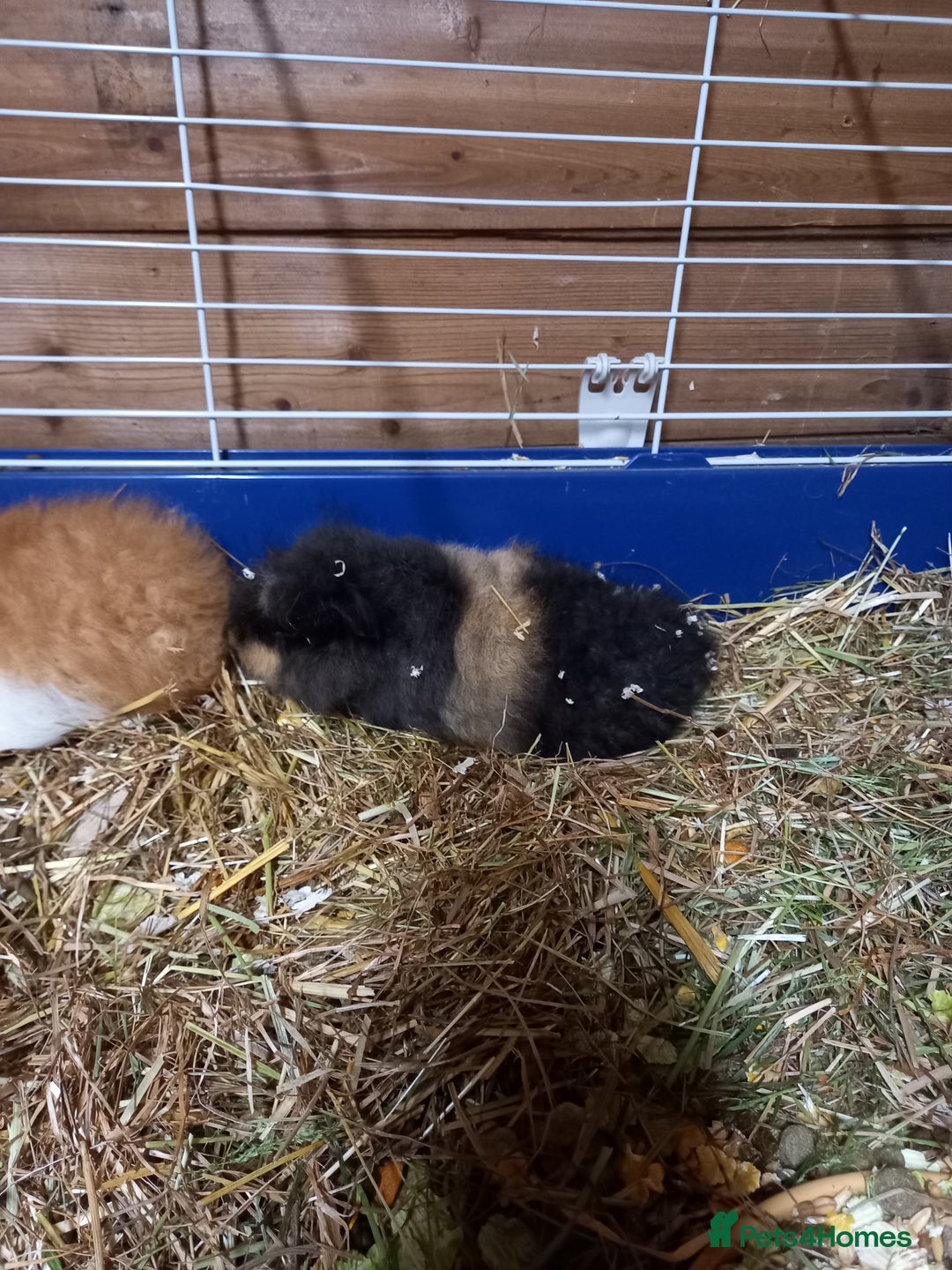 Guinea Pig rodents for sale: Swiss baby guinea-pigs  - Advert 9