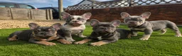 French Bulldog dogs for sale: Last two females ready this weekend, KC Registered - Advert 9