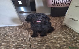 Labradoodle dogs for sale: Female Black Labradoodle - Image 1