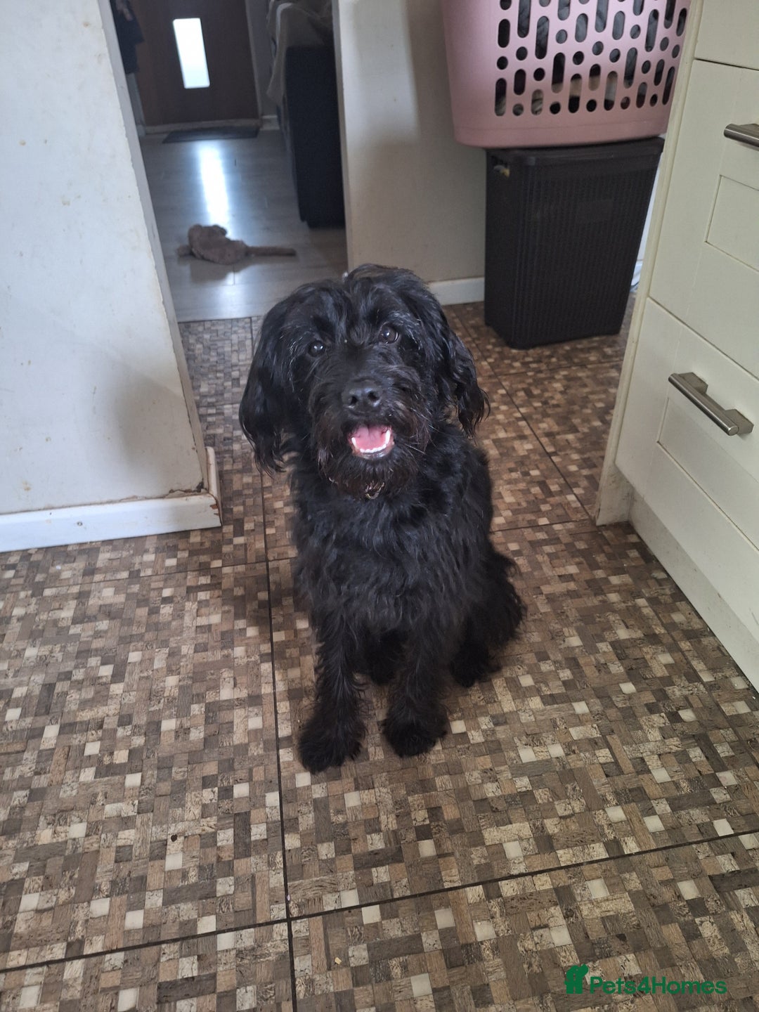 Labradoodle dogs for sale: Female Black Labradoodle - Image 1