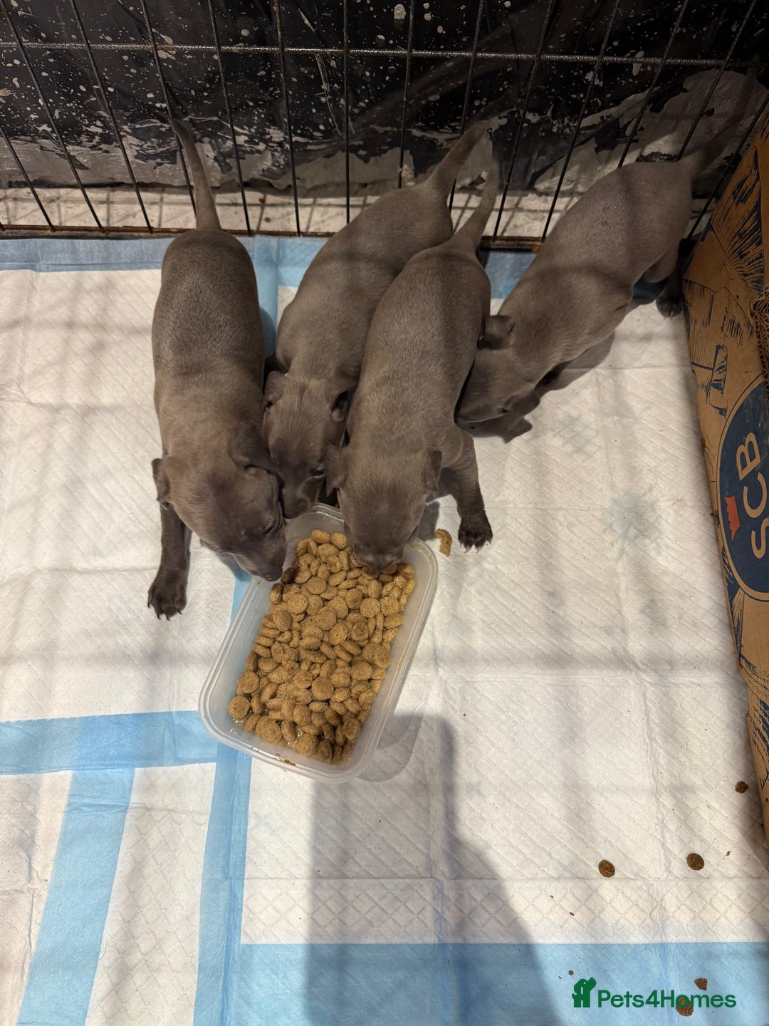 Italian Greyhound dogs for sale: 3 male Italian greyhound puppies for sale - Advert 4