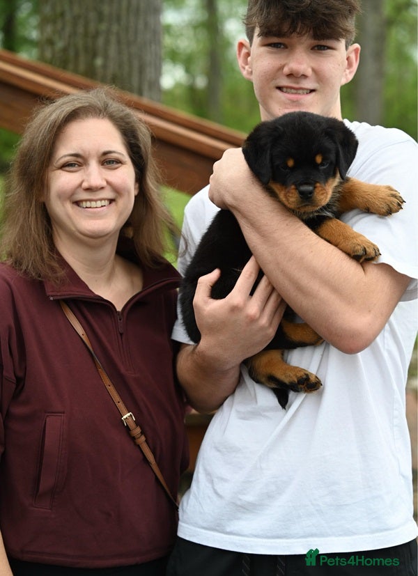 Rottweiler dogs for sale: Well socialised rottweiler pups for sale in Hatfield - Advert 1