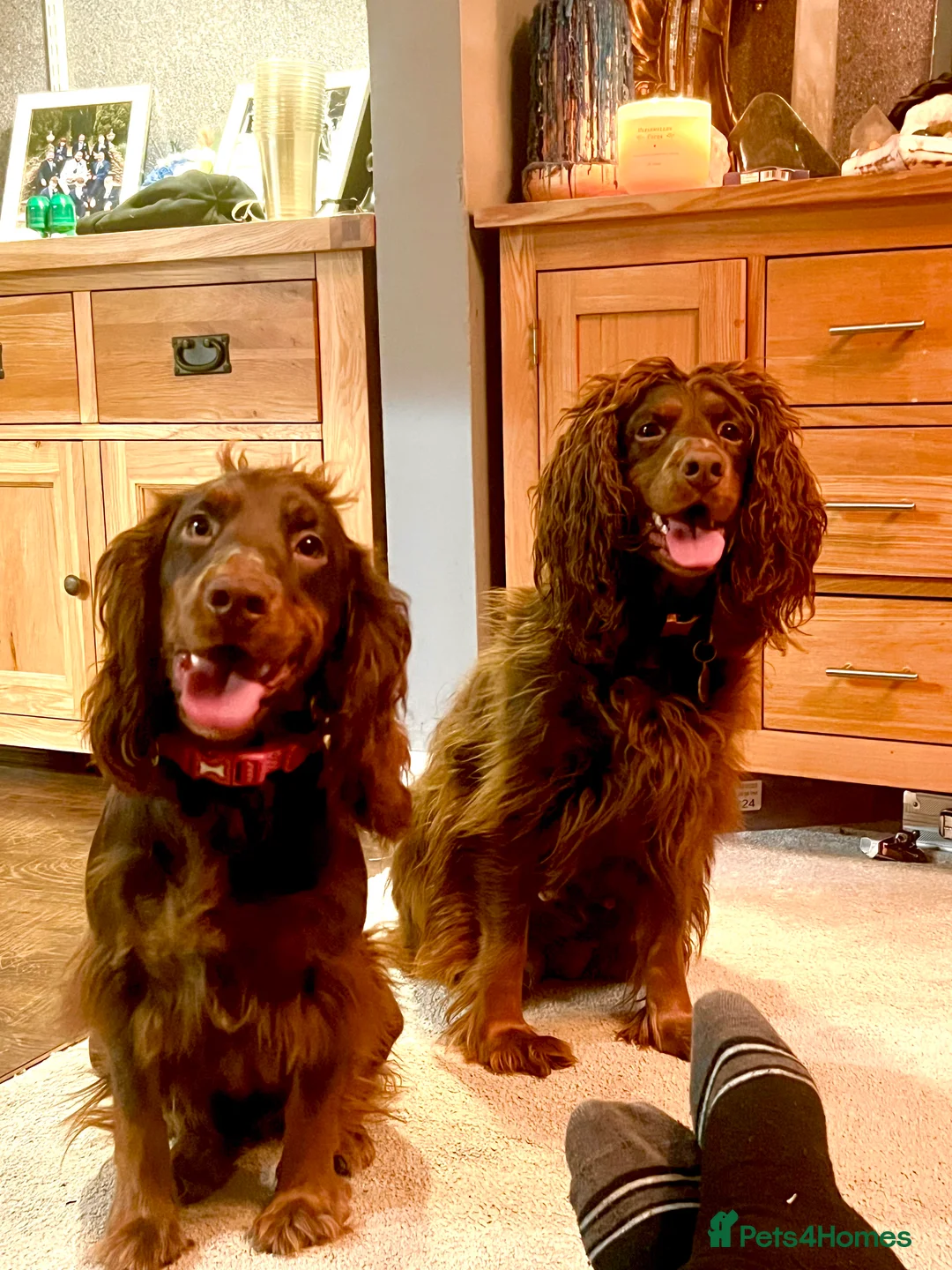 Cocker Spaniel dogs for sale: Cocker Spaniel 2 years old  - Advert 1