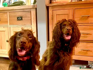 Cocker Spaniel dogs Cocker Spaniel 2 years old in Templecombe - Advert 1