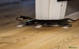 Domestic Shorthair cats for sale: 4 Adorable boys Looking for a Loving Home - Image 15