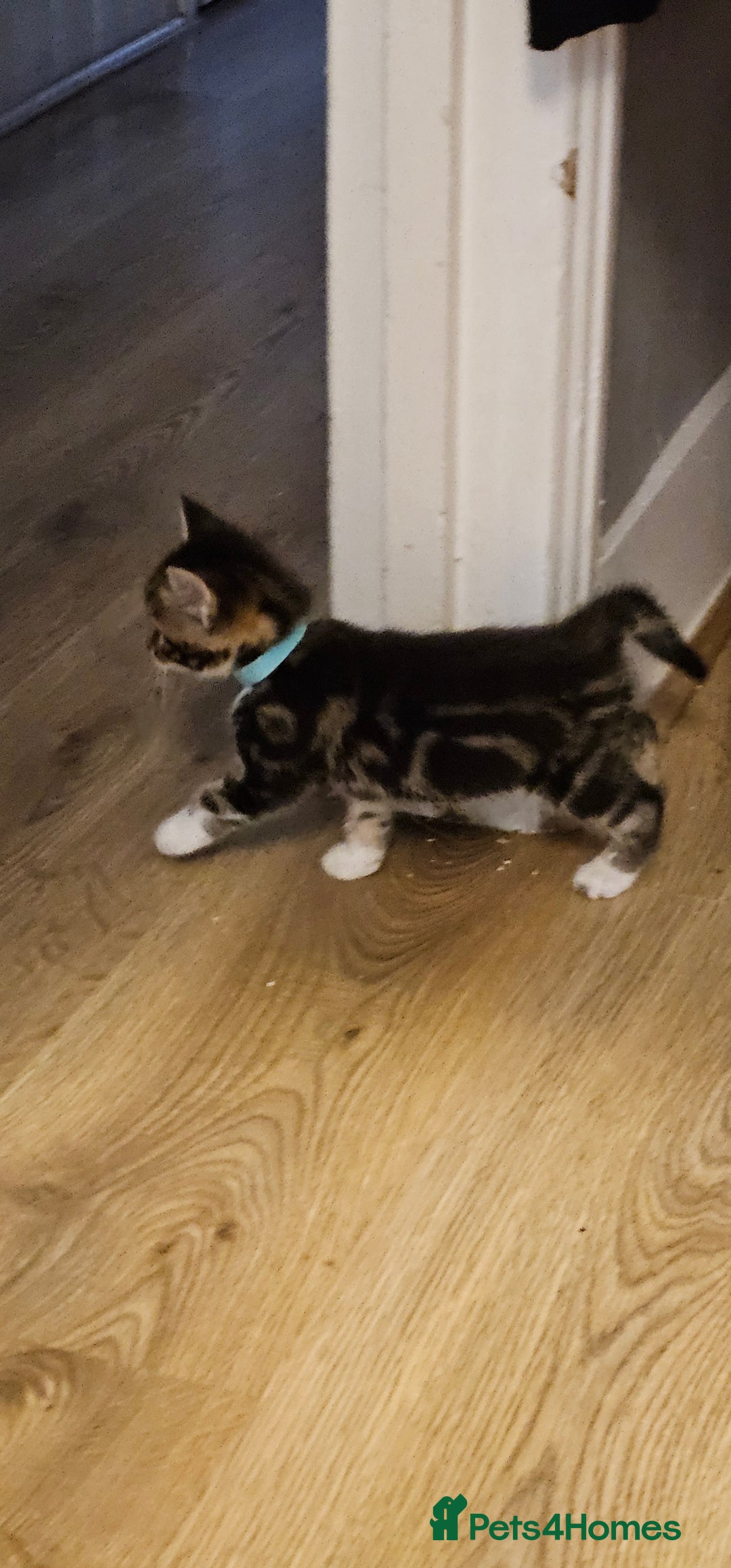Domestic Shorthair cats for sale: 4 Adorable boys Looking for a Loving Home - Image 15