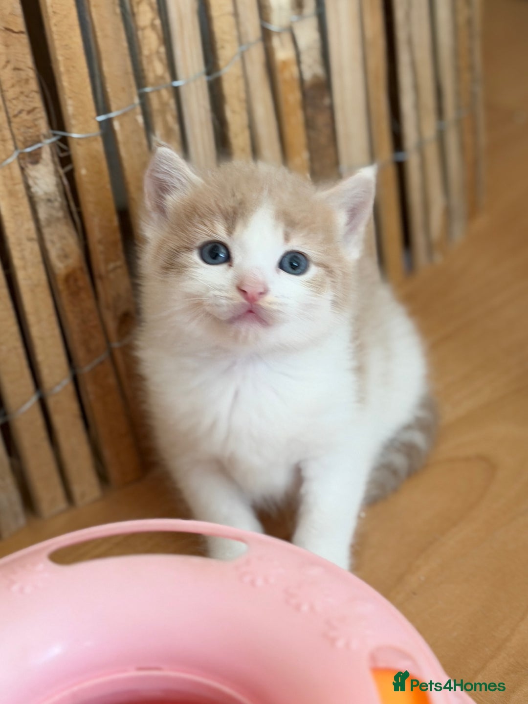 British Shorthair cats for sale: Looking for new home!!! - Advert 6