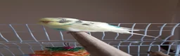 Budgerigars birds for sale: Colourful male and female budgies - Advert 4