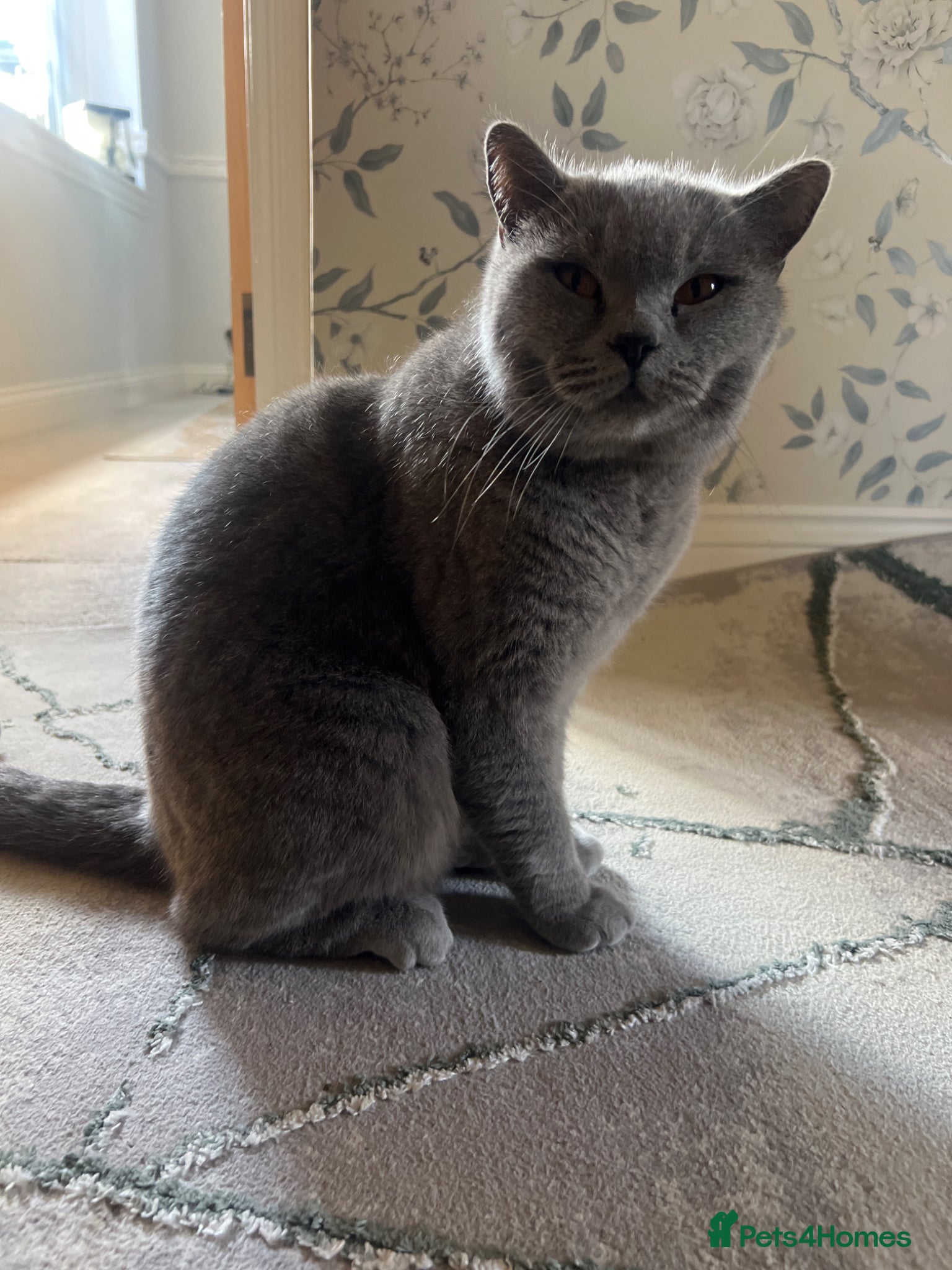 British Shorthair cats British short hair blue 3 years old scratch  very  - Advert 12