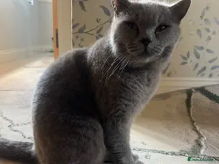 British Shorthair cats British short hair blue 3 years old scratch very - Advert 15