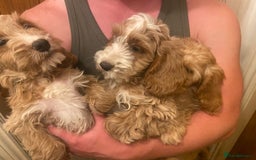 Cockapoo dogs for sale: F1 Apricot cockapoo’s boys and girls  - Image 20