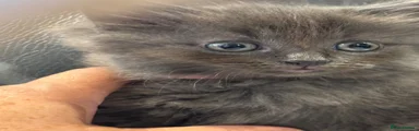 Nebelung 