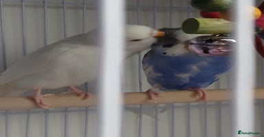 Budgerigars birds - Advert 4