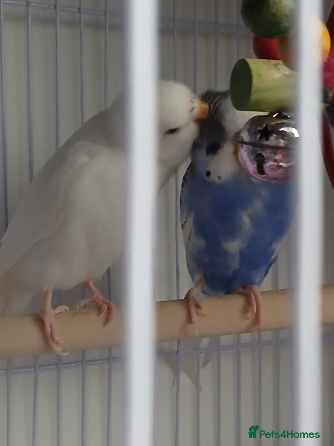 Budgerigars birds for sale: Albino and budgie pair (Rare Colours) - Image 2