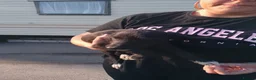 Saluki dogs for sale: Saluki cross greyhound puppies for sale  - Advert 3