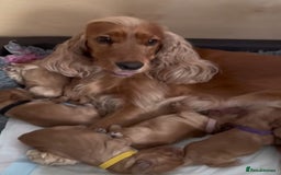Cocker Spaniel dogs for sale: STUNNING HEALTH CHECKED PUPPIES  - Image 6