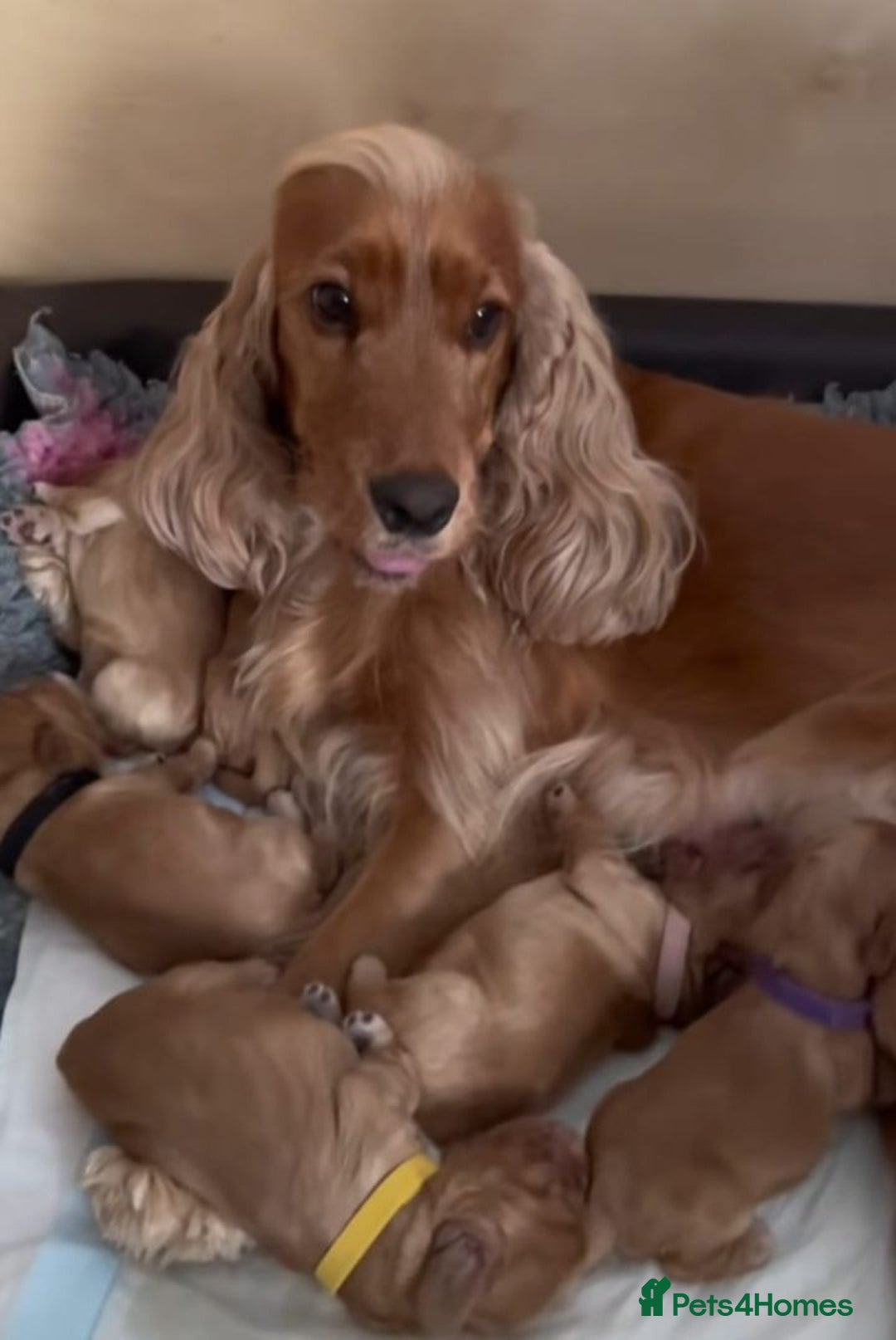 Cocker Spaniel dogs for sale: STUNNING HEALTH CHECKED PUPPIES  - Image 6