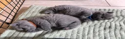 British Shorthair cats for sale: 2 Beautiful BSH Ready to Leave - GCCF Registered - Advert 11