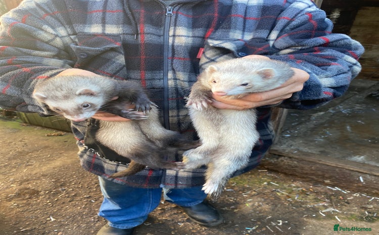 Ferret rodents - Advert 1