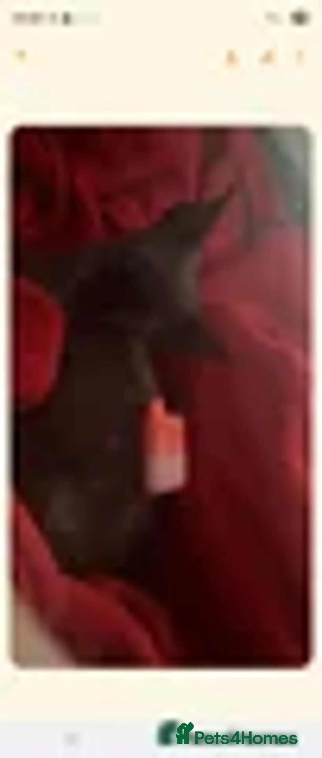 Sphynx cats for sale: Sphynx Cat - Advert 3