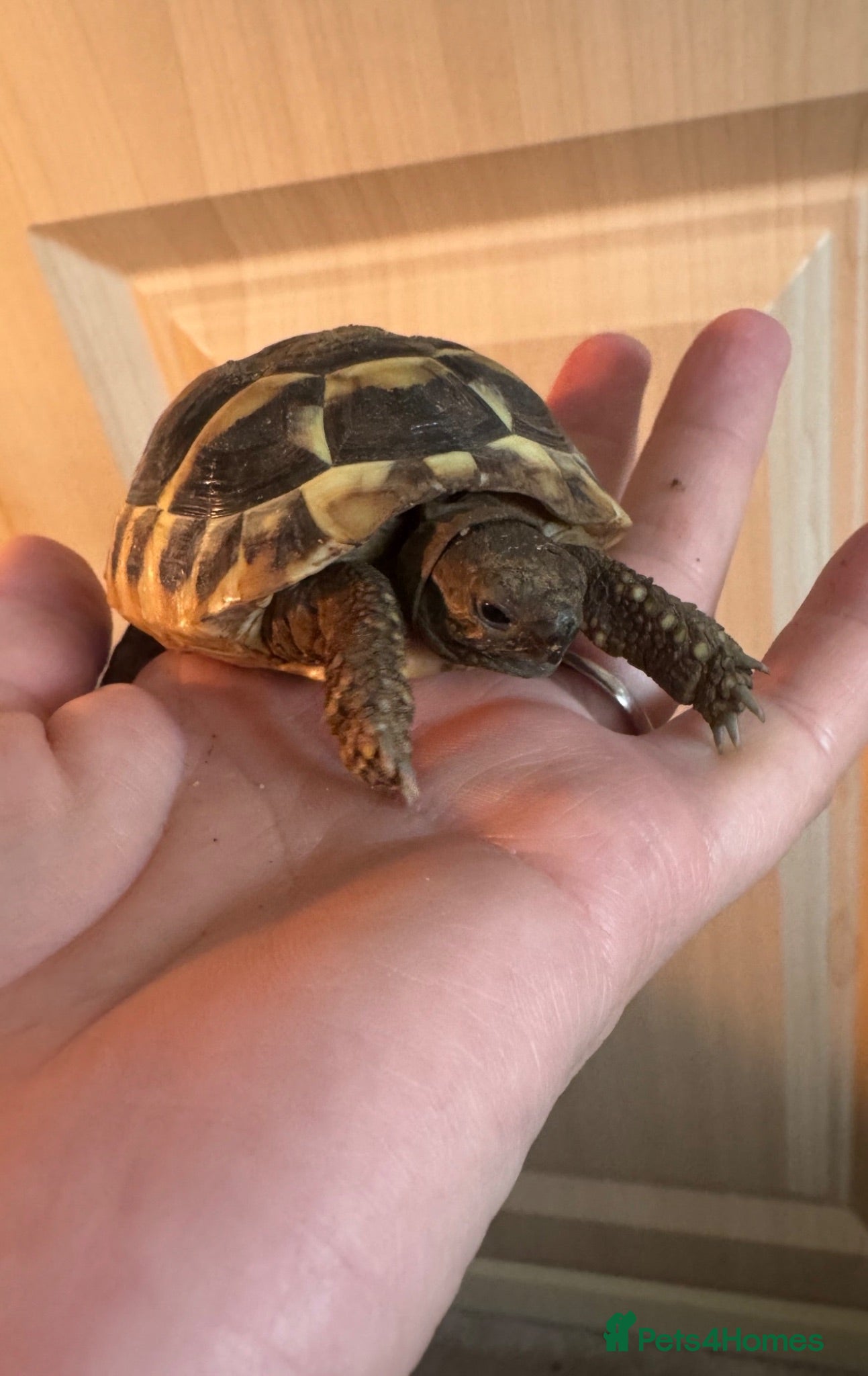 Tortoise reptiles Tortoise  - Advert 3