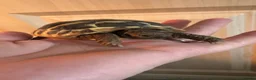 Tortoise reptiles for sale: Tortoise  - Advert 1
