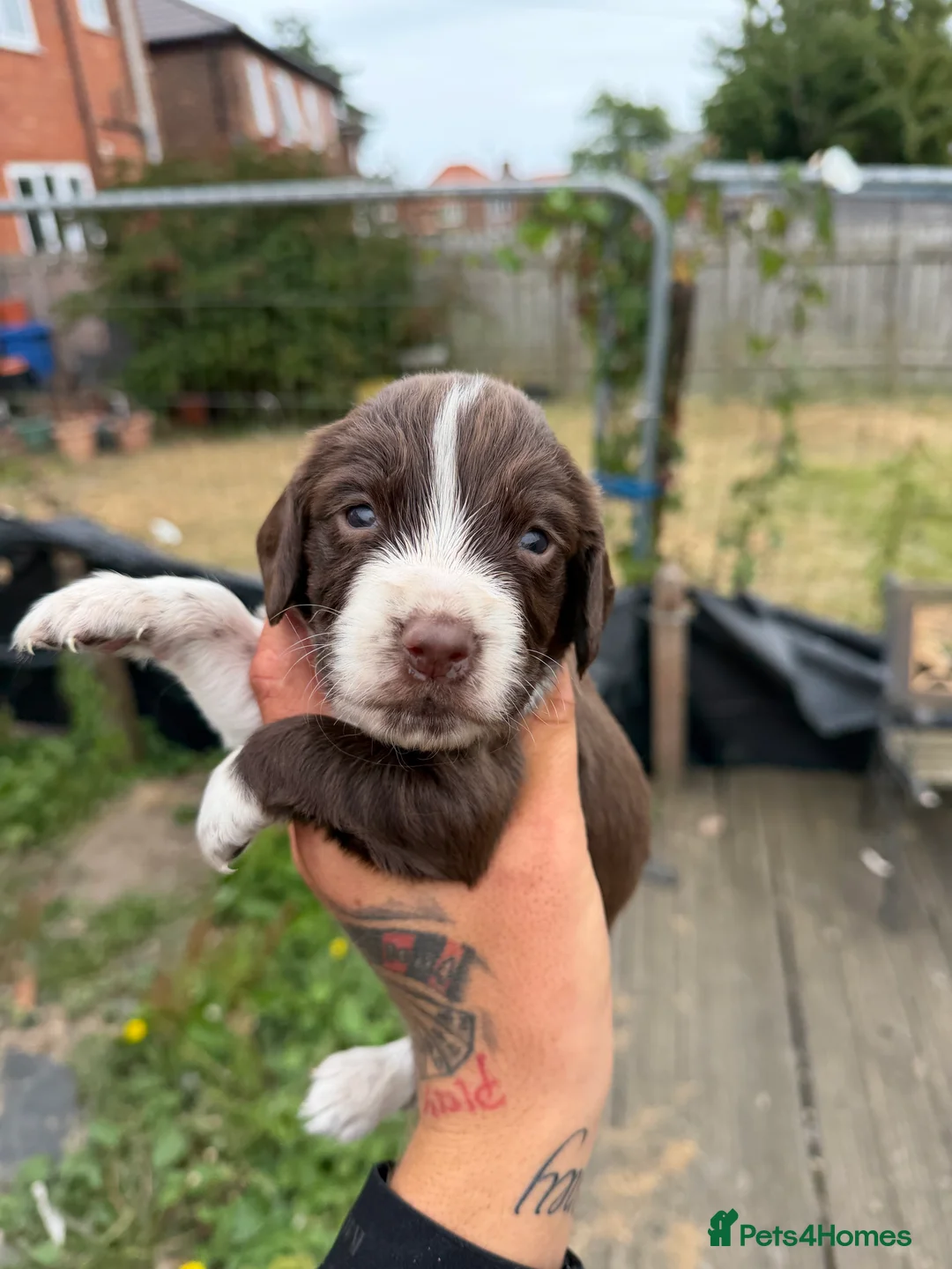 Cocker Spaniel dogs for sale: Cocker spaniel pups  - Advert 2