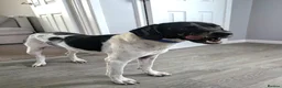 Mixed Breed dogs for adoption: ARCHIE,POINTER CROSS, LOOKING FOR HIS FOREVER HOME in Hereford - Advert 2