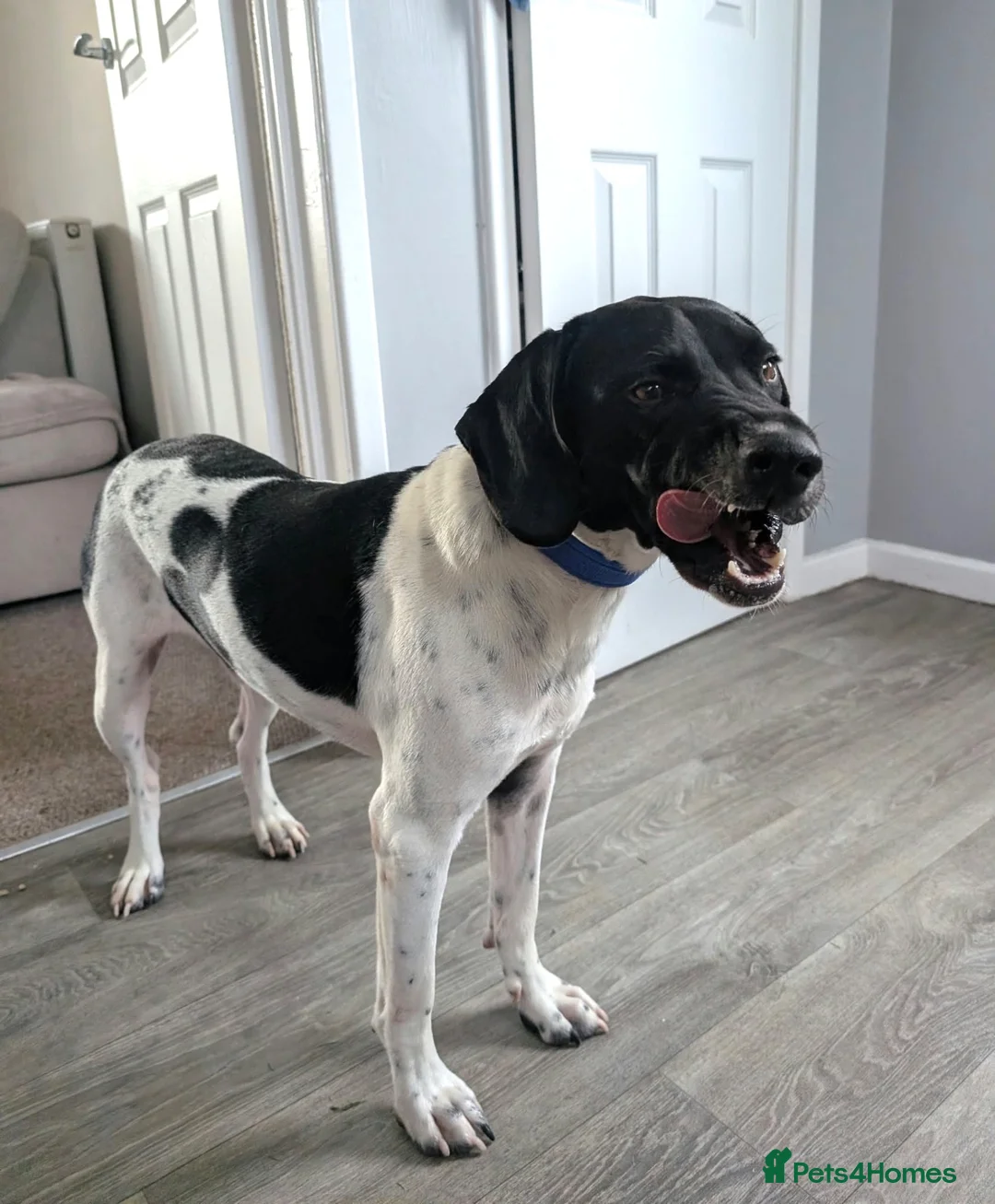 Mixed Breed dogs for adoption: ARCHIE,POINTER CROSS, LOOKING FOR HIS FOREVER HOME in Hereford - Advert 2