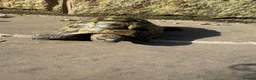 Tortoise reptiles for sale: Horsfield tortoises for loving new home in Huddersfield - Advert 4