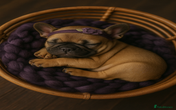 French Bulldog dogs for sale: Rare Sable Frenchie–Raised Right & Ready Now! 🍼🐾 in Preston - Image 36