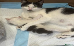 Domestic Shorthair cats for sale: 3 Kittens available  - Advert 2