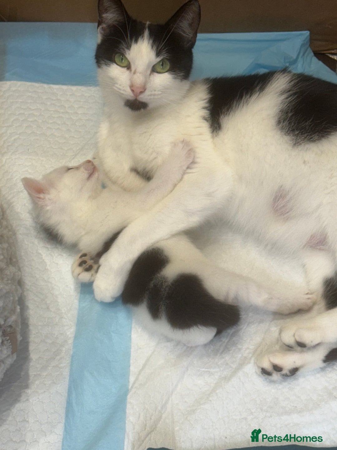 Domestic Shorthair cats for sale: 3 Kittens available  - Advert 2