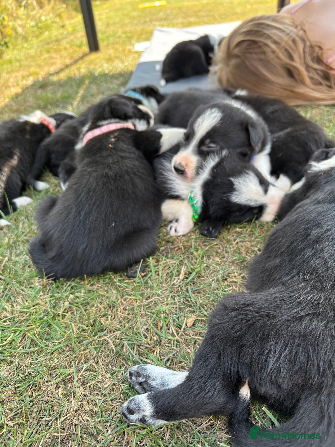 Border Collie dogs for sale: Border collie pups - Image 13