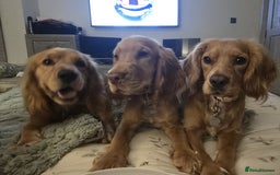 Cocker Spaniel dogs for sale: Cocker spaniel  - Image 8