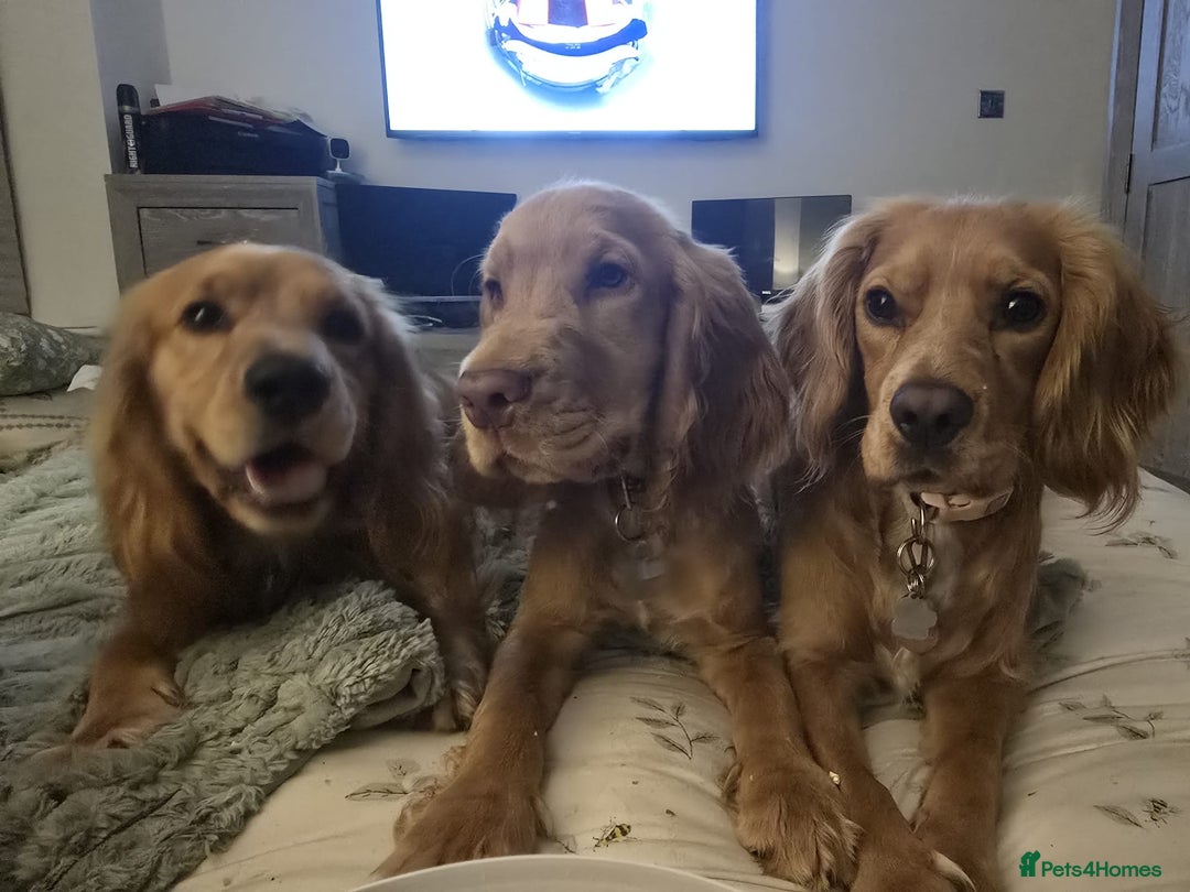 Cocker Spaniel dogs for sale: Cocker spaniel  - Image 8