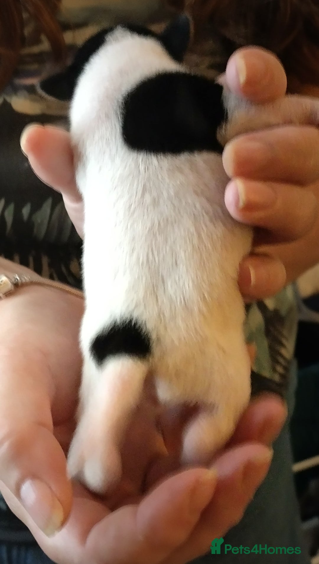 Jack Russell dogs for sale: Jack Russell litter  - Image 12