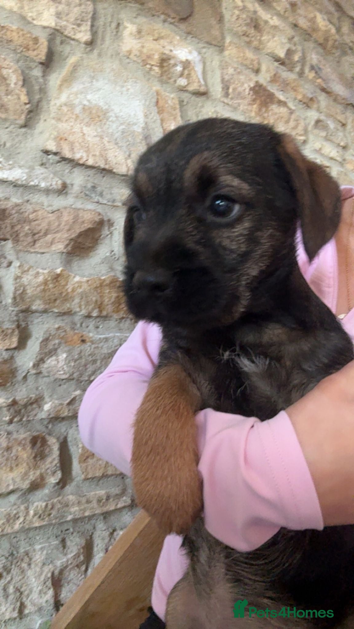 Border Terrier dogs 🐾1 boy Border Terrier Pup! 🐾 - Advert 7