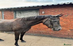 Irish Sports horses for sale: Beautiful, Kind Willing 4yo ISH by HSF CANTURO LUI - Image 4