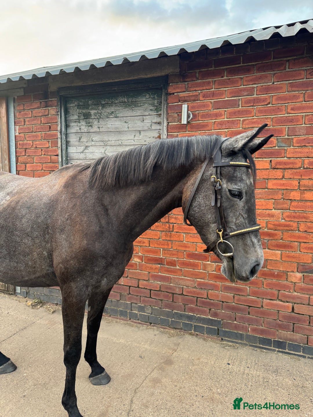 Irish Sports horses for sale: Beautiful, Kind Willing 4yo ISH by HSF CANTURO LUI - Image 4