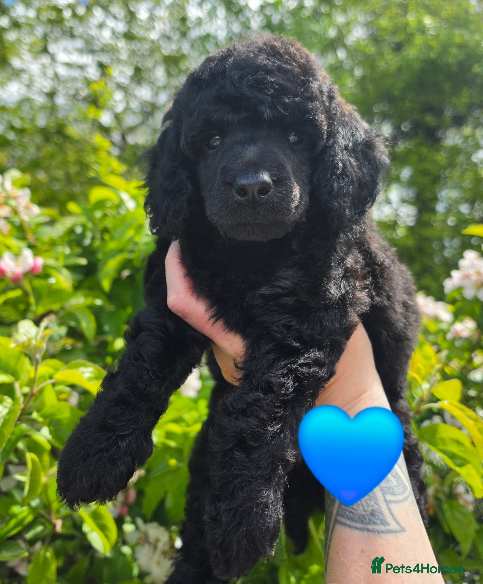 Poodle dogs Exceptional health tested Moyen Poodles  - Advert 2