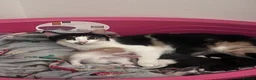 Mixed Breed cats for sale: Baby girl kittens - Advert 4