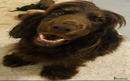 Cocker Spaniel dogs for sale: 3 boys 1 girl Ready to leave show cocker puppies  - Image 10