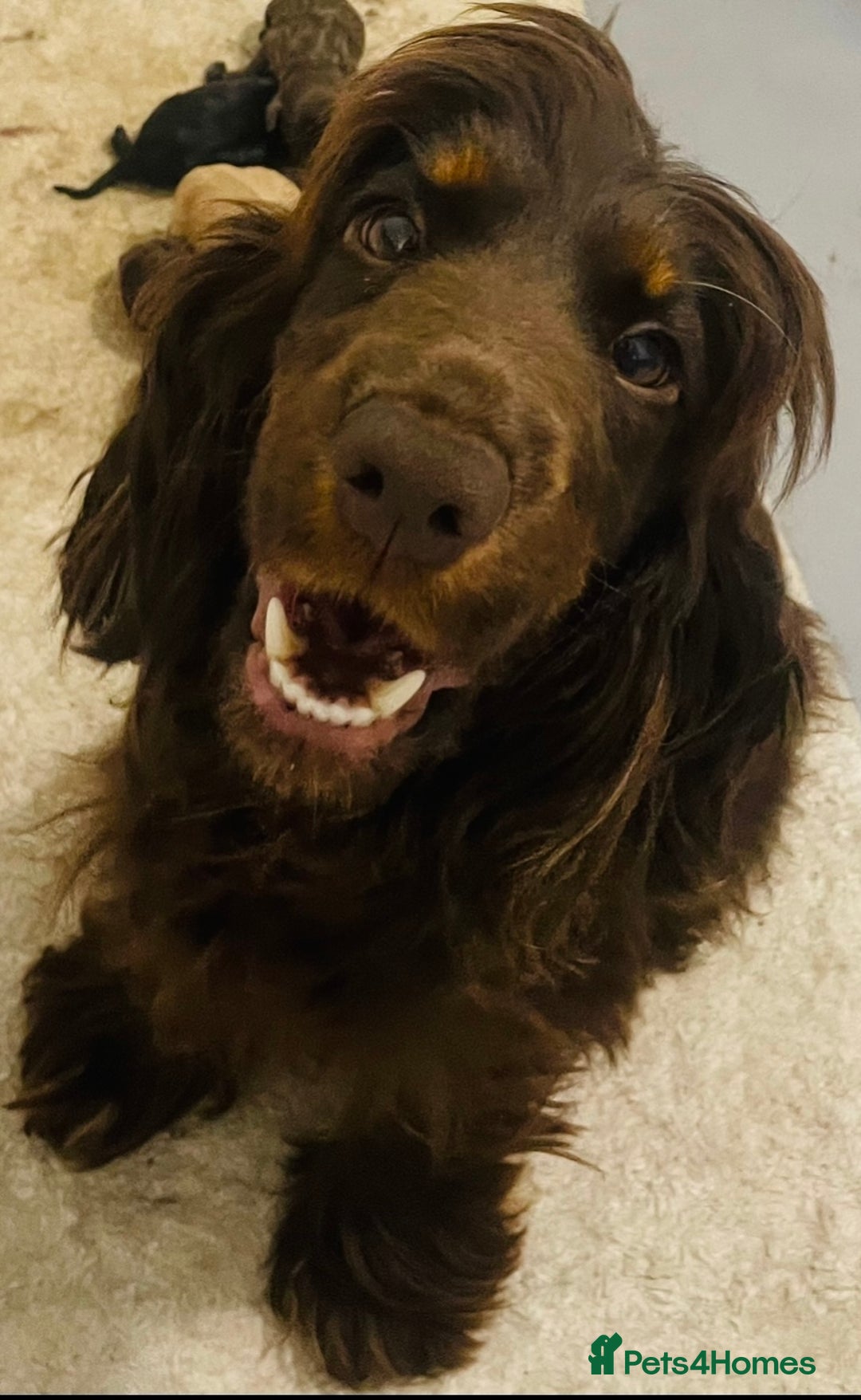 Cocker Spaniel dogs for sale: 3 boys 1 girl Ready to leave show cocker puppies  - Image 10