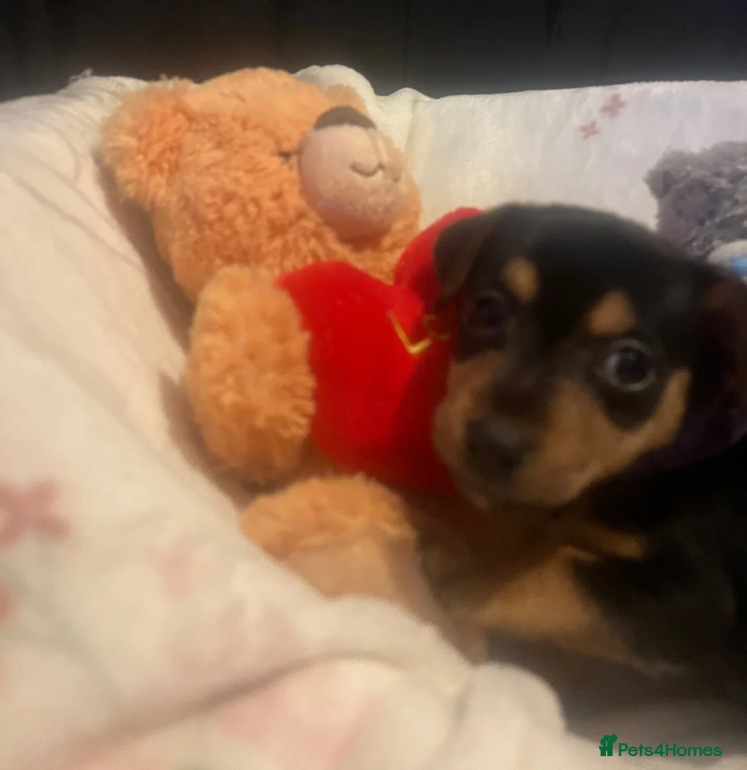 Jack Russell dogs for sale: Miniature rare natural bobtailed jack Russells - Advert 19