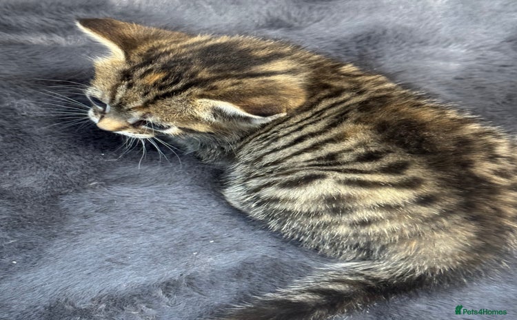 Mixed Breed cats - Advert 1