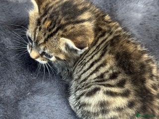 Mixed Breed cats - Advert 3