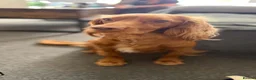 Cockapoo dogs for sale: Beautiful Cockapoo Puppies🐾 - Advert 6