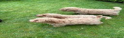 Cockapoo dogs for sale: Cockapoo Puppies!! 🐶  - Advert 17